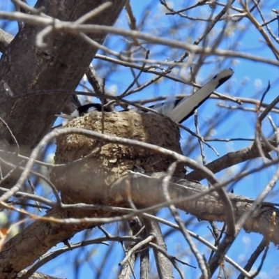 Grallina cyanoleuca (Magpie-lark) at Lyneham, ACT - 8 Oct 2018 by RodDeb