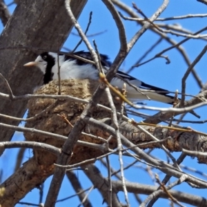 Grallina cyanoleuca at Lyneham, ACT - 8 Oct 2018 01:24 PM