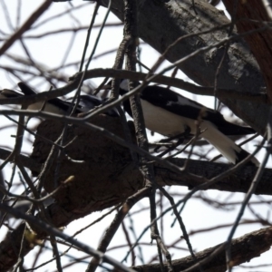 Grallina cyanoleuca at Lyneham, ACT - 8 Oct 2018