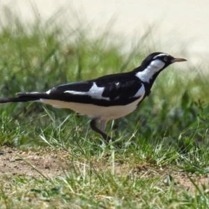 Grallina cyanoleuca at Lyneham, ACT - 8 Oct 2018