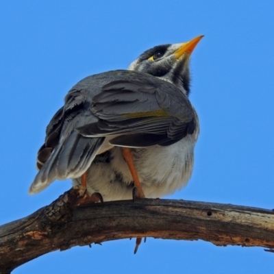 Manorina melanocephala (Noisy Miner) at Lyons, ACT - 8 Oct 2018 by RodDeb