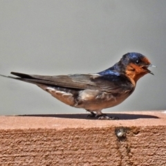 Hirundo neoxena (Welcome Swallow) at Lyneham Wetland - 8 Oct 2018 by RodDeb