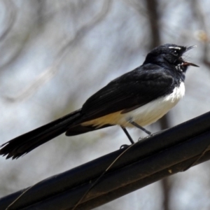 Rhipidura leucophrys at Lyneham, ACT - 8 Oct 2018