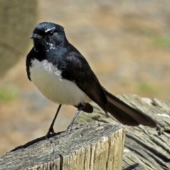 Rhipidura leucophrys at Lyneham, ACT - 8 Oct 2018