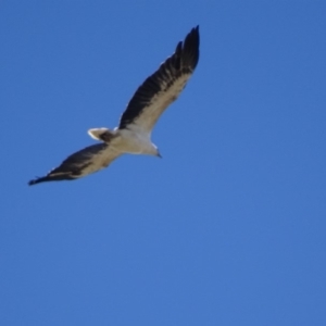 Haliaeetus leucogaster at Fyshwick, ACT - 7 Oct 2018