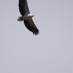 Haliaeetus leucogaster at Fyshwick, ACT - 7 Oct 2018 03:00 PM