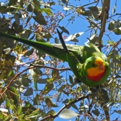 Polytelis swainsonii at Lyons, ACT - 8 Oct 2018