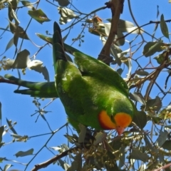 Polytelis swainsonii at Lyons, ACT - 8 Oct 2018