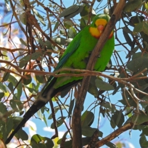 Polytelis swainsonii at Lyons, ACT - 8 Oct 2018