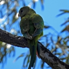 Polytelis swainsonii at Lyons, ACT - 8 Oct 2018