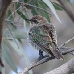 Chrysococcyx basalis (Horsfield's Bronze-Cuckoo) at Jerrabomberra Wetlands - 7 Oct 2018 by roymcd