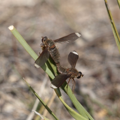 Comptosia stria (A bee fly) at Mount Taylor - 7 Oct 2018 by MatthewFrawley