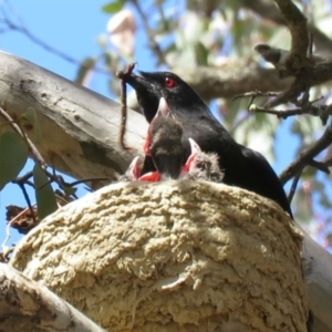 Corcorax melanorhamphos at Bellmount Forest, NSW - 8 Oct 2018 12:26 PM