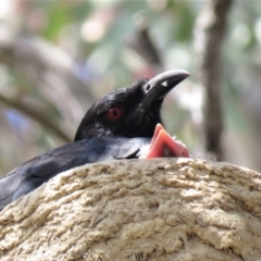 Corcorax melanorhamphos at Bellmount Forest, NSW - 8 Oct 2018 12:26 PM