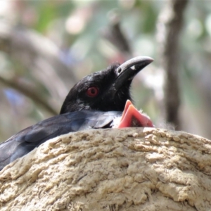 Corcorax melanorhamphos at Bellmount Forest, NSW - 8 Oct 2018 12:26 PM