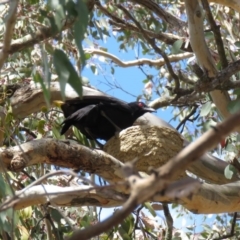 Corcorax melanorhamphos at Bellmount Forest, NSW - 8 Oct 2018 12:26 PM