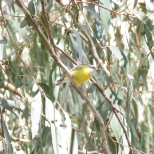 Gerygone olivacea at Bellmount Forest, NSW - 8 Oct 2018