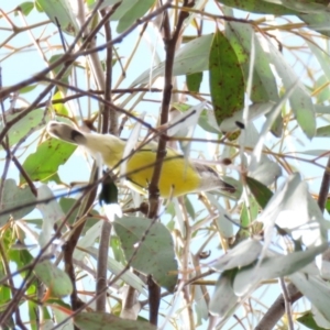 Gerygone olivacea at Bellmount Forest, NSW - 8 Oct 2018