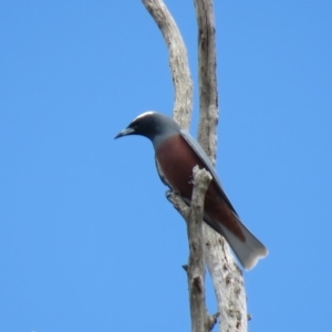 Artamus superciliosus at Bellmount Forest, NSW - 8 Oct 2018