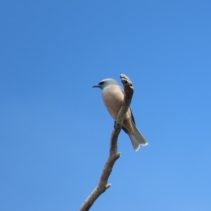 Artamus superciliosus at Bellmount Forest, NSW - 8 Oct 2018