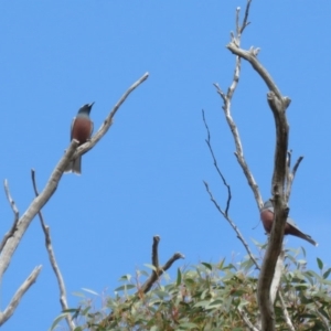 Artamus superciliosus at Bellmount Forest, NSW - 8 Oct 2018