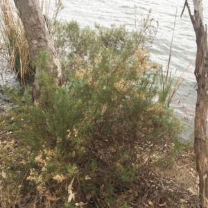 Cassinia quinquefaria at Yarralumla, ACT - 5 Oct 2018