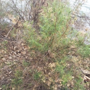 Cassinia quinquefaria at Yarralumla, ACT - 5 Oct 2018