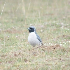 Artamus personatus (Masked Woodswallow) at Gundaroo, NSW - 8 Oct 2018 by KumikoCallaway