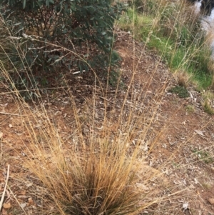 Eragrostis curvula at Yarralumla, ACT - 5 Oct 2018