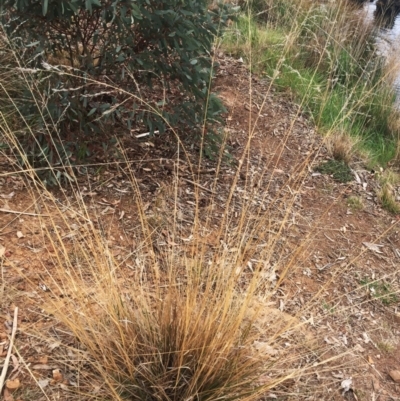 Eragrostis curvula (African Lovegrass) at Yarralumla, ACT - 5 Oct 2018 by ruthkerruish