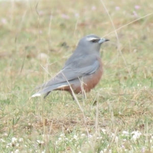 Artamus superciliosus at Gundaroo, NSW - 8 Oct 2018