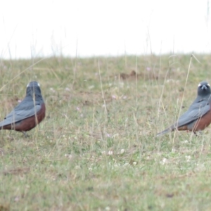 Artamus superciliosus at Gundaroo, NSW - 8 Oct 2018