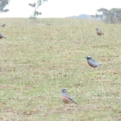 Artamus superciliosus at Gundaroo, NSW - 8 Oct 2018