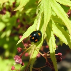 Orcus australasiae (Orange-spotted Ladybird) at Yarralumla, ACT - 6 Oct 2018 by ArcherCallaway
