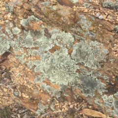 Parmeliaceae (family) (A lichen family) at Yarralumla, ACT - 5 Oct 2018 by ruthkerruish