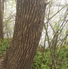 Alnus glutinosa at Yarralumla, ACT - 5 Oct 2018