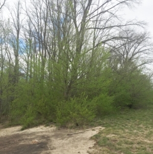 Alnus glutinosa at Yarralumla, ACT - 5 Oct 2018