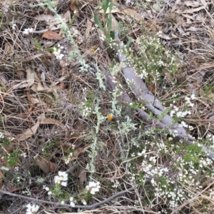 Usnea sp. (genus) at Yarralumla, ACT - 5 Oct 2018