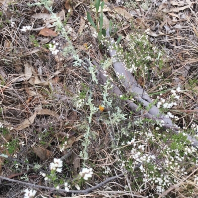 Usnea sp. (genus) (Bearded lichen) at Yarralumla, ACT - 5 Oct 2018 by ruthkerruish