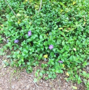 Vinca major at Yarralumla, ACT - 5 Oct 2018