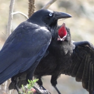 Corvus coronoides at Garran, ACT - 9 Oct 2018 09:34 AM