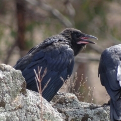 Corvus coronoides at Garran, ACT - 9 Oct 2018 09:34 AM