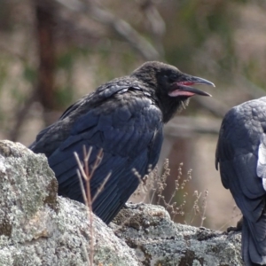 Corvus coronoides at Garran, ACT - 9 Oct 2018