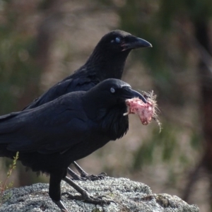 Corvus coronoides at Garran, ACT - 9 Oct 2018 09:34 AM