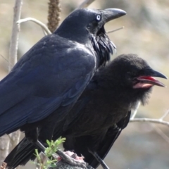 Corvus coronoides at Garran, ACT - 9 Oct 2018 09:34 AM