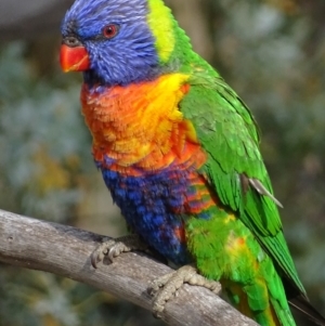 Trichoglossus moluccanus at Garran, ACT - 9 Oct 2018