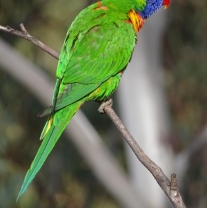 Trichoglossus moluccanus at Garran, ACT - 9 Oct 2018