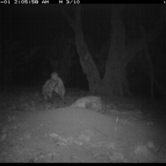 Vulpes vulpes at Michelago, NSW - 1 Oct 2018 02:05 AM