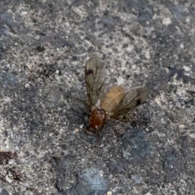 Mycetophilidae (family) (A fungus gnat) at Paddys River, ACT - 8 Oct 2018 by JudithRoach