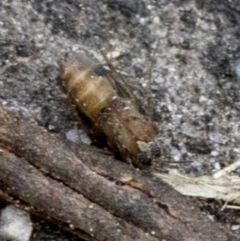 Mycetophilidae (family) at Tidbinbilla Nature Reserve - 9 Oct 2018